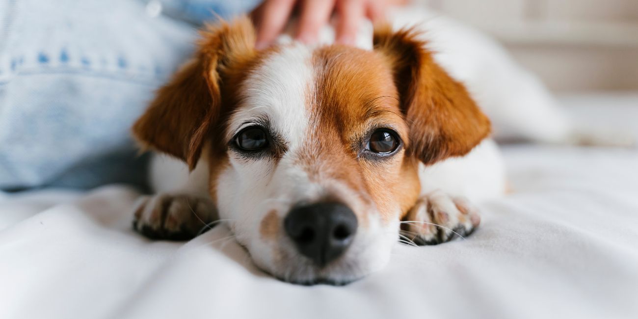 Stay Overnight (+ pup)